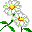 άσπρα λουλούδια